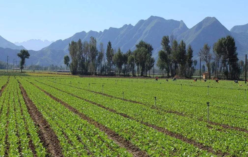 土壤污染狀況調(diào)查、風(fēng)險(xiǎn)評(píng)估及管控修復(fù)